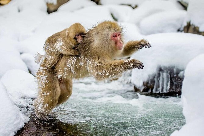 Snow Monkey Park & Zenkoji Temple Nagano Pvt. Full Day Tour. - Just The Basics